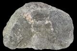 Rough, Agatized Dinosaur Bone ( Ounces) - Colorado #108436-1
